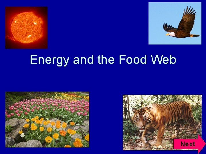 Energy and the Food Web Next 