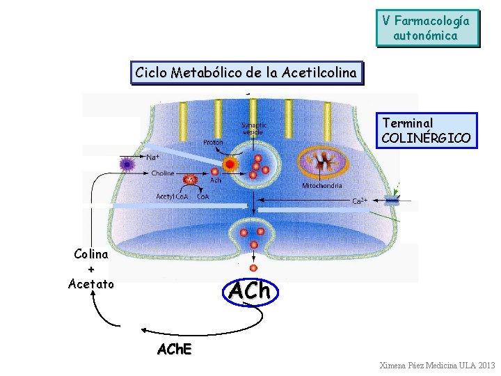 V Farmacología autonómica Ciclo Metabólico de la Acetilcolina Terminal COLINÉRGICO Colina + Acetato ACh.