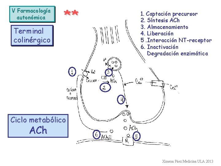 V Farmacología autonómica ** Terminal colinérgico 1. Captación precursor 2. Síntesis ACh 3. Almacenamiento