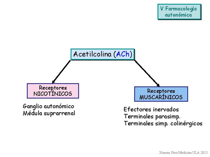 V Farmacología autonómica Acetilcolina (ACh) Receptores NICOTÍNICOS Ganglio autonómico Médula suprarrenal Receptores MUSCARÍNICOS Efectores