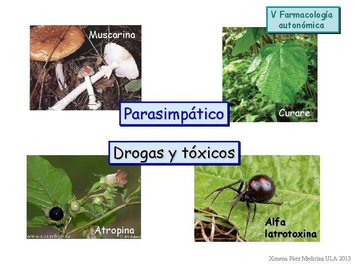 Muscarina Parasimpático V Farmacología autonómica Curare Drogas y tóxicos Atropina Alfa latrotoxina Ximena Páez
