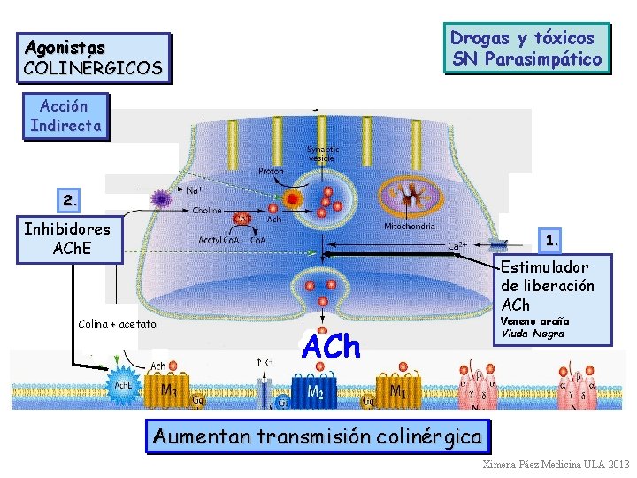 Drogas y tóxicos SN Parasimpático Agonistas COLINÉRGICOS Acción Indirecta 2. Inhibidores ACh. E 1.