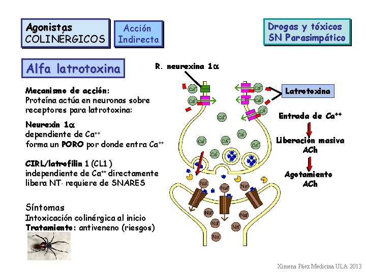 Agonistas COLINÉRGICOS Acción Indirecta Alfa latrotoxina Drogas y tóxicos SN Parasimpático R. neurexina 1