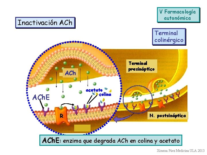 V Farmacología autonómica Inactivación ACh Terminal colinérgico Terminal presináptico ACh acetato colina ACh. E