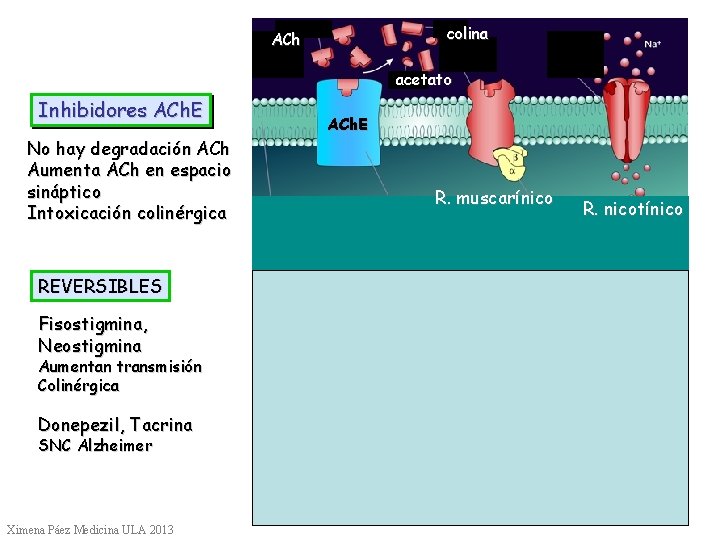 colina ACh acetato Inhibidores ACh. E No hay degradación ACh Aumenta ACh en espacio