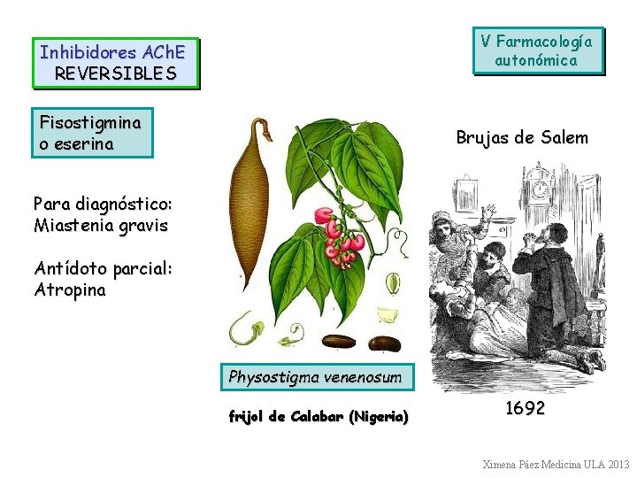 V Farmacología autonómica Inhibidores ACh. E REVERSIBLES Fisostigmina o eserina Brujas de Salem Para