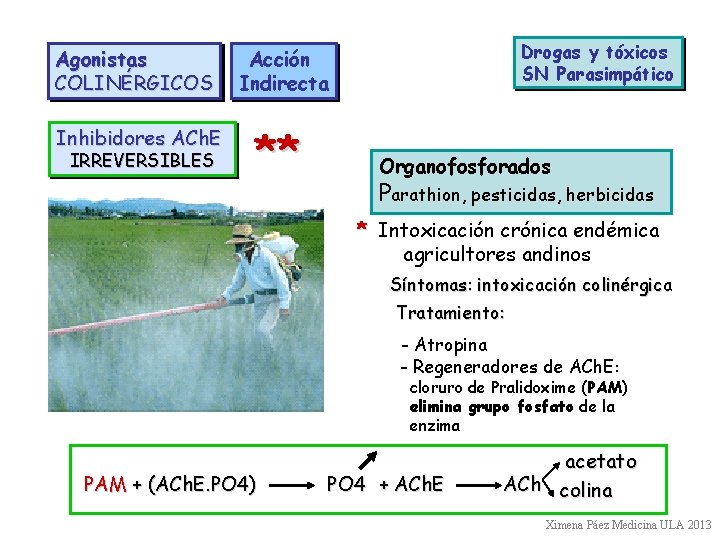 Agonistas COLINÉRGICOS Acción Indirecta Inhibidores ACh. E ** IRREVERSIBLES Drogas y tóxicos SN Parasimpático