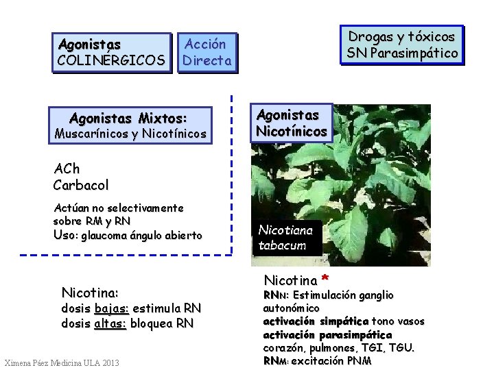 Agonistas COLINÉRGICOS Drogas y tóxicos SN Parasimpático Acción Directa Agonistas Mixtos: Muscarínicos y Nicotínicos