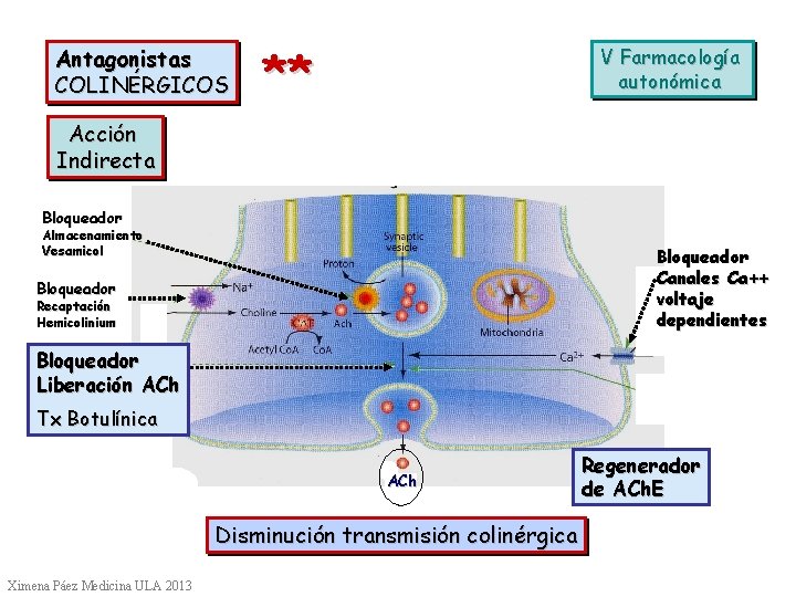 Antagonistas COLINÉRGICOS ** V Farmacología autonómica Acción Indirecta Bloqueador Almacenamiento Vesamicol Bloqueador Canales Ca++