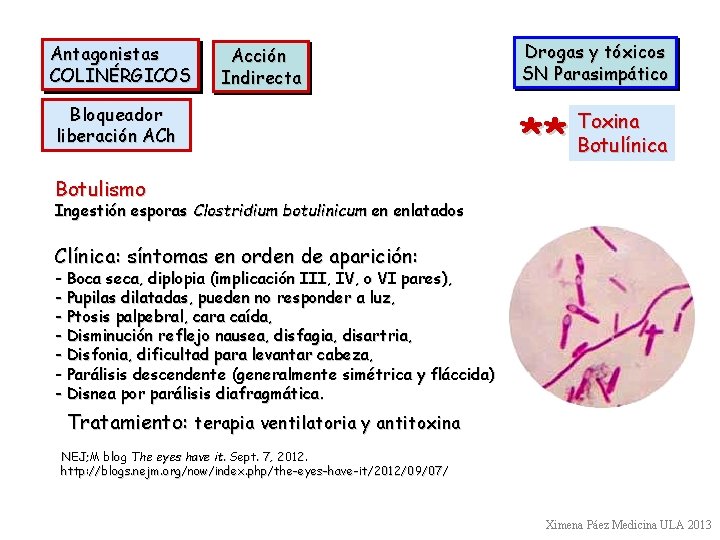 Antagonistas COLINÉRGICOS Acción Indirecta Bloqueador liberación ACh Drogas y tóxicos SN Parasimpático ** Toxina