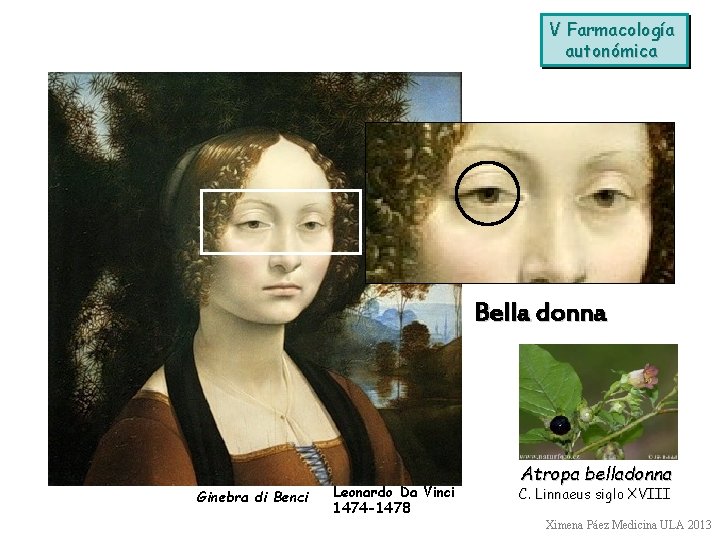V Farmacología autonómica Bella donna Ginebra di Benci Leonardo Da Vinci 1474 -1478 Atropa