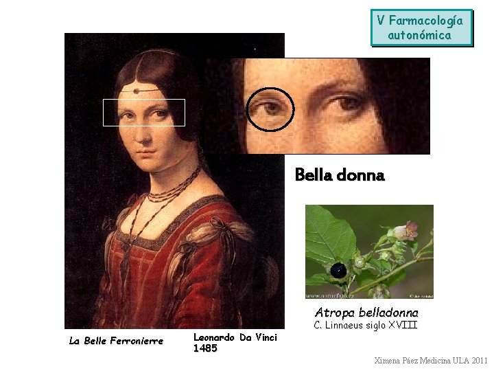 V Farmacología autonómica Bella donna Atropa belladonna La Belle Ferronierre Leonardo Da Vinci 1485