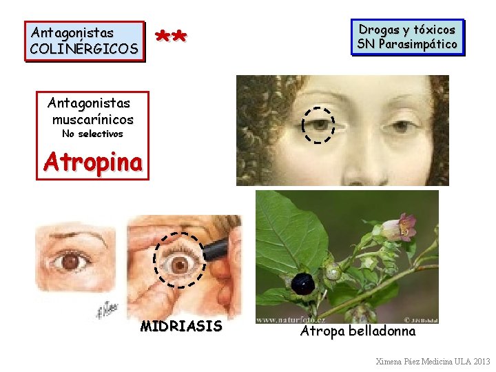 ** Antagonistas COLINÉRGICOS Drogas y tóxicos SN Parasimpático Antagonistas muscarínicos No selectivos Atropina MIDRIASIS