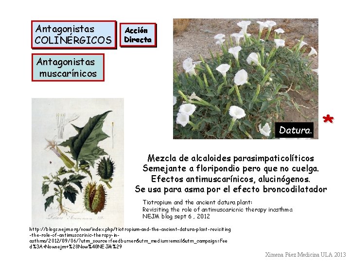 Antagonistas COLINÉRGICOS Acción Directa Antagonistas muscarínicos Datura. * Mezcla de alcaloides parasimpaticolíticos Semejante a