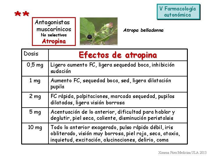 ** Antagonistas muscarínicos No selectivos V Farmacología autonómica Atropa belladonna Atropina Dosis 0, 5