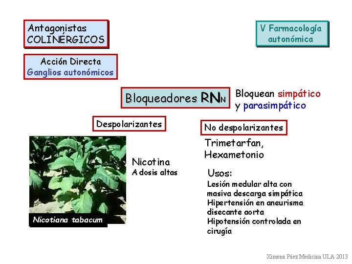 Antagonistas COLINÉRGICOS V Farmacología autonómica Acción Directa Ganglios autonómicos Bloqueadores RNN Bloquean simpático y