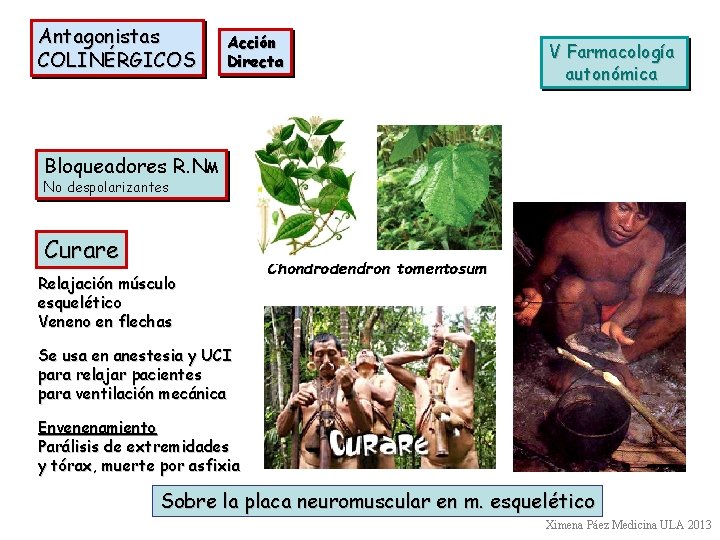 Antagonistas COLINÉRGICOS Acción Directa V Farmacología autonómica Bloqueadores R. NM No despolarizantes Curare Relajación