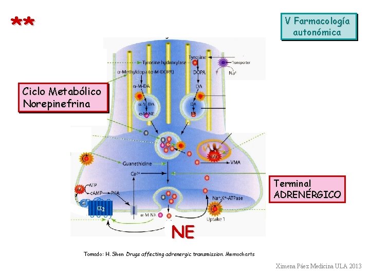 ** V Farmacología autonómica Ciclo Metabólico Norepinefrina Terminal ADRENÉRGICO NE Tomado: H. Shen Drugs