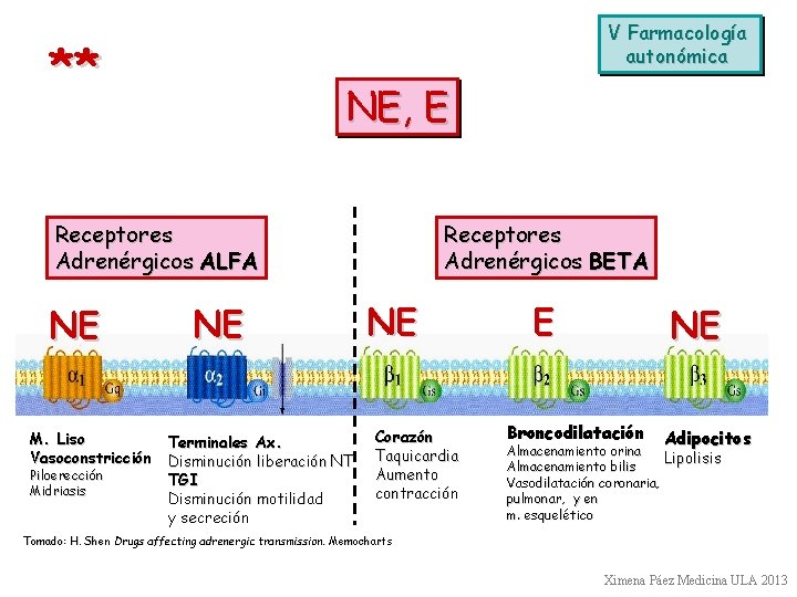 V Farmacología autonómica ** NE, E Receptores Adrenérgicos ALFA NE NE M. Liso Terminales