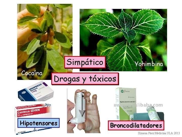 Simpático Cocaína Yohimbina Drogas y tóxicos Hipotensores Broncodilatadores Ximena Páez Medicina ULA 2013 
