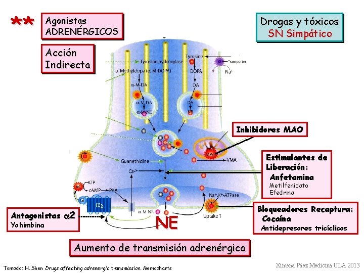 ** Drogas y tóxicos SN Simpático Agonistas ADRENÉRGICOS Acción Indirecta Inhibidores MAO Estimulantes de