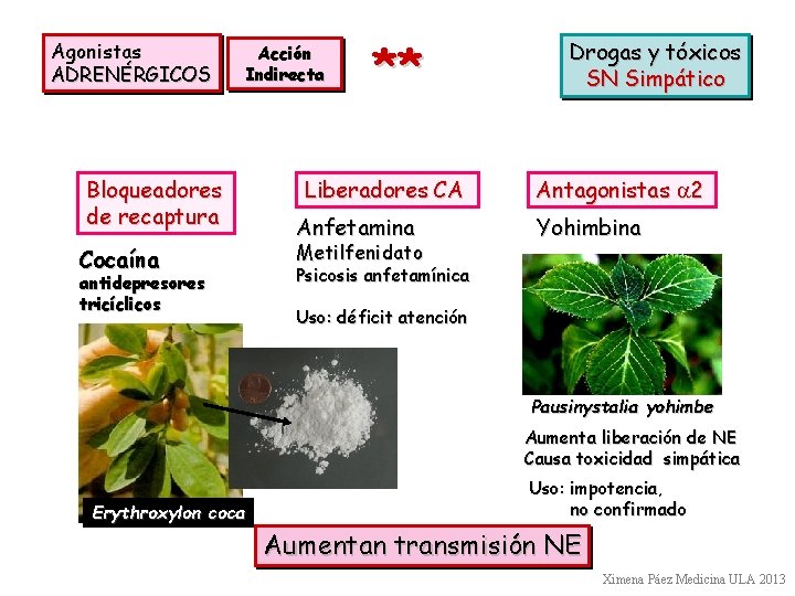 Agonistas ADRENÉRGICOS Acción Indirecta Bloqueadores de recaptura Cocaína antidepresores tricíclicos ** Liberadores CA Anfetamina