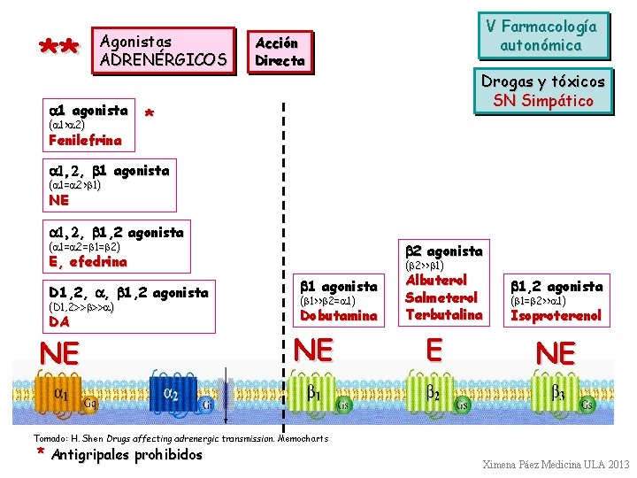 ** Agonistas ADRENÉRGICOS a 1 agonista (a 1>a 2) Fenilefrina V Farmacología autonómica Acción