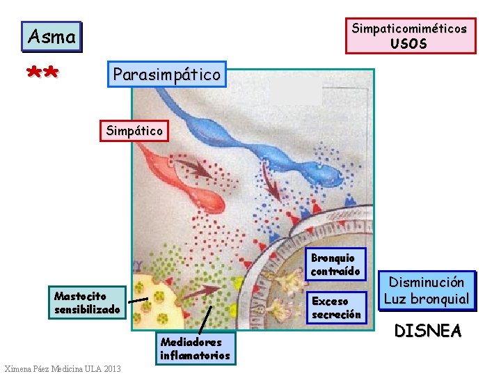 Simpaticomiméticos USOS Asma ** Parasimpático Simpático Bronquio contraído Mastocito sensibilizado Exceso secreción Mediadores inflamatorios