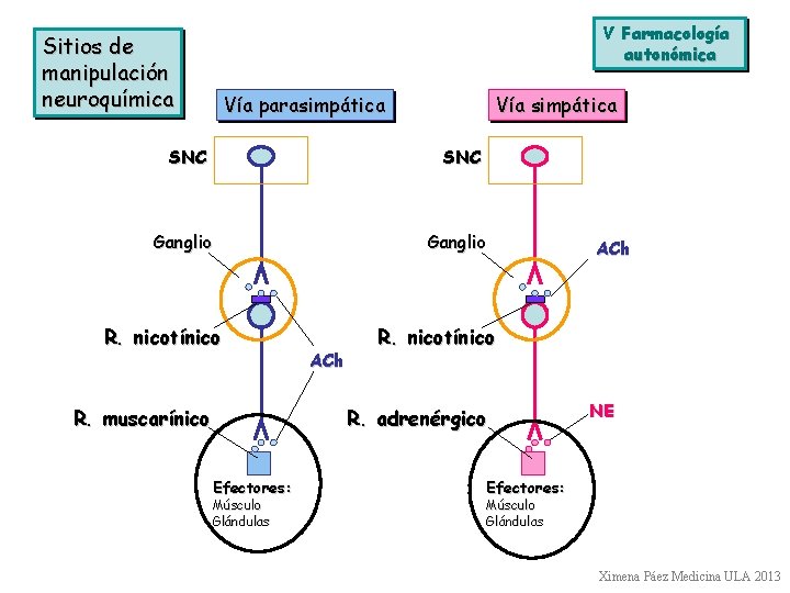 V Farmacología autonómica Sitios de manipulación neuroquímica Vía parasimpática Vía simpática SNC Ganglio R.