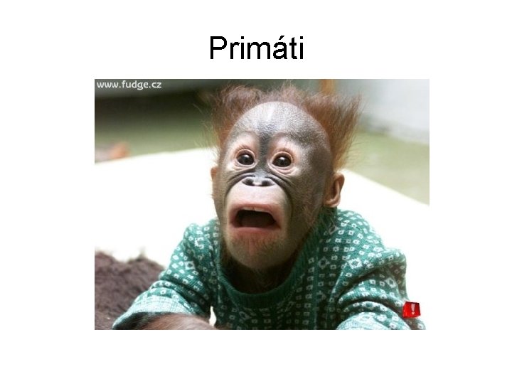 Primáti 
