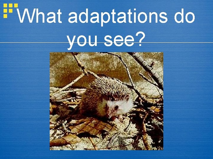 What adaptations do you see? 