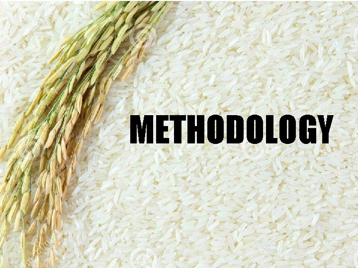 Distributional Impact of the 2008 Rice Crisis in