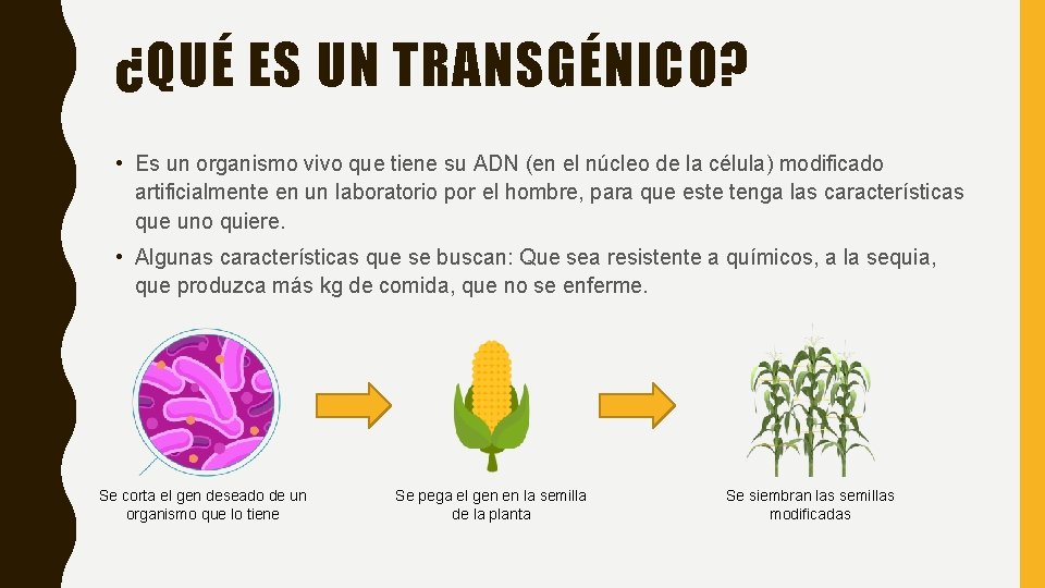 ¿QUÉ ES UN TRANSGÉNICO? • Es un organismo vivo que tiene su ADN (en