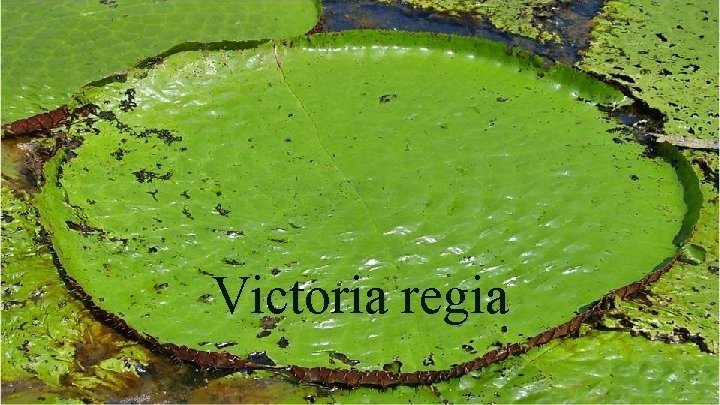 Victoria regia 