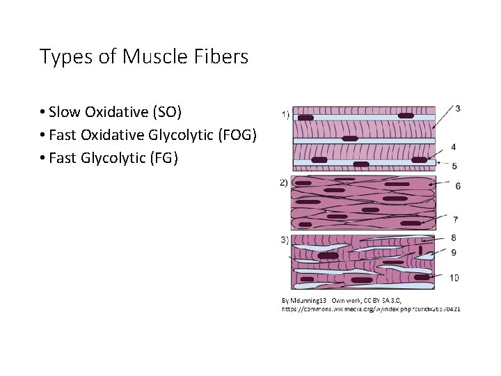 Types of Muscle Fibers • Slow Oxidative (SO) • Fast Oxidative Glycolytic (FOG) •