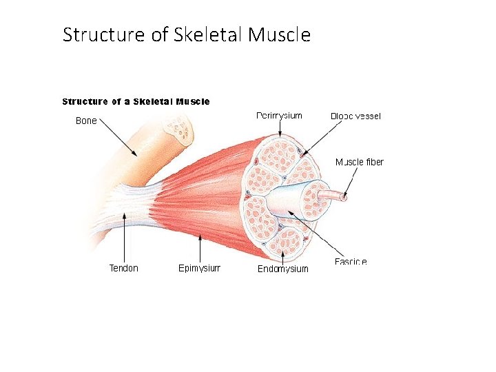 Structure of Skeletal Muscle 
