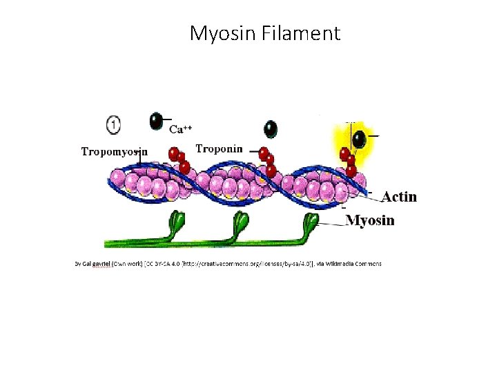 Myosin Filament 