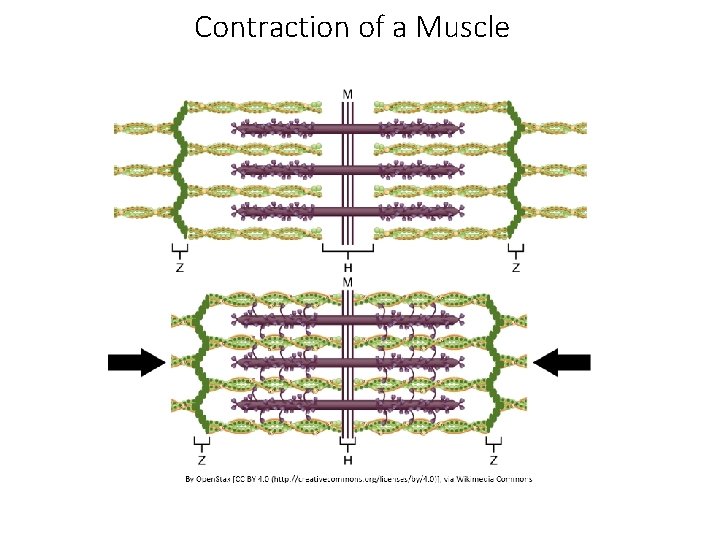 Contraction of a Muscle 