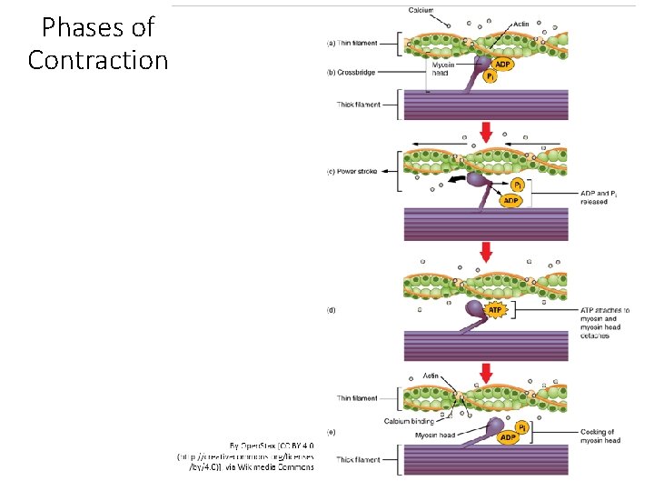 Phases of Contraction 