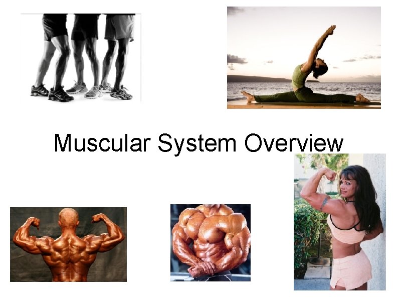 Muscular System Overview 