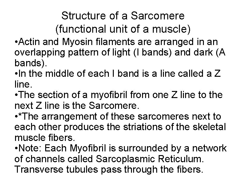 Structure of a Sarcomere (functional unit of a muscle) • Actin and Myosin filaments
