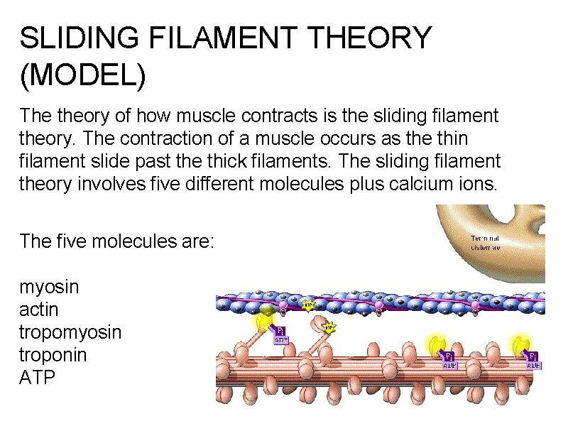 SLIDING FILAMENT THEORY (MODEL) The theory of how muscle contracts is the sliding filament