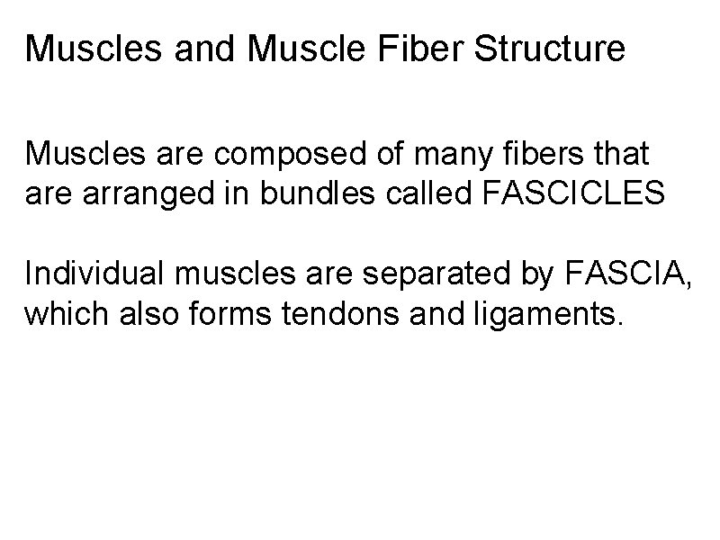 Muscles and Muscle Fiber Structure Muscles are composed of many fibers that are arranged