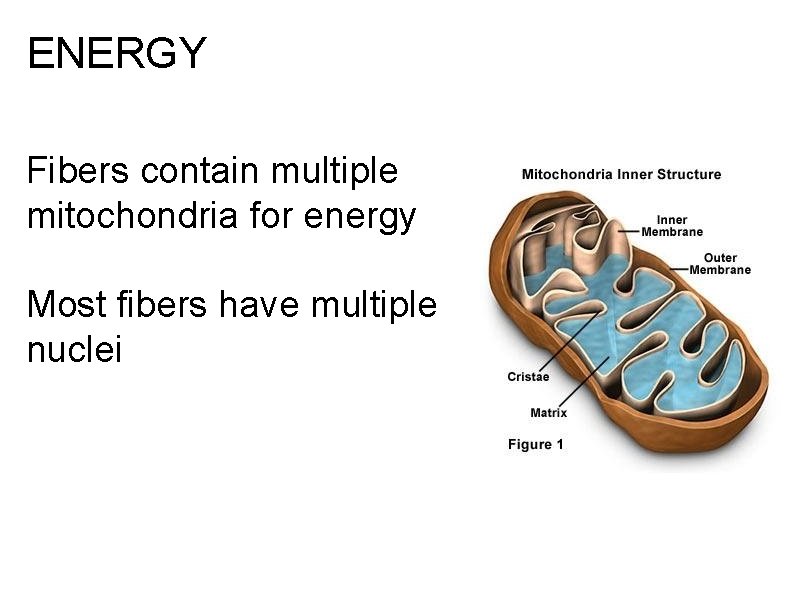 ENERGY Fibers contain multiple mitochondria for energy Most fibers have multiple nuclei 