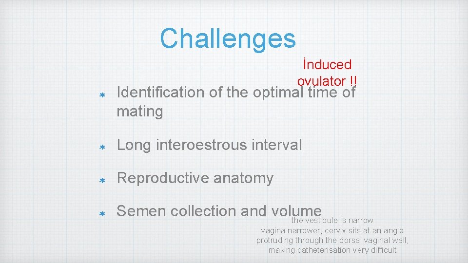 Challenges İnduced ovulator !! Identification of the optimal time of mating Long interoestrous interval