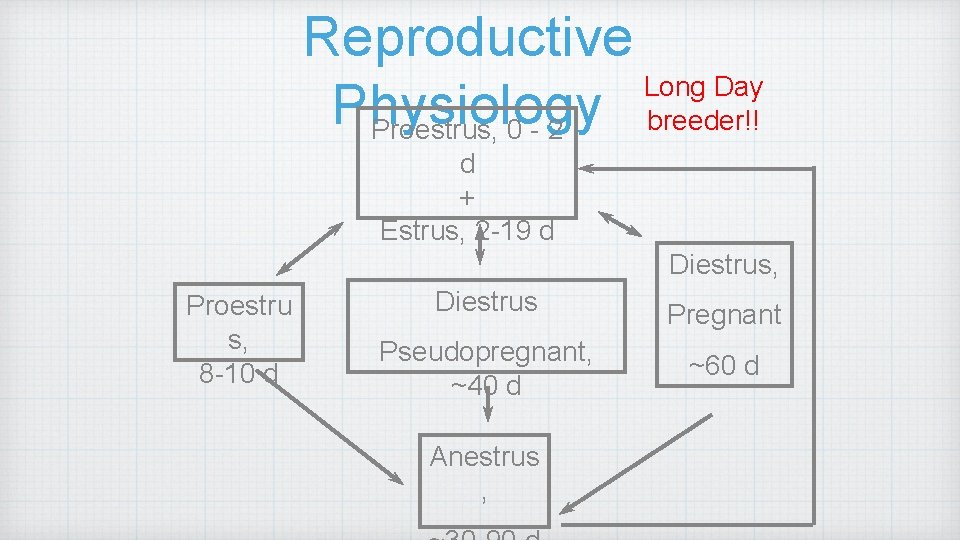 Reproductive Long Day Physiology breeder!! Proestrus, 0 - 2 d + Estrus, 2 -19