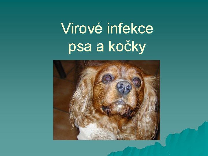 Virové infekce psa a kočky 