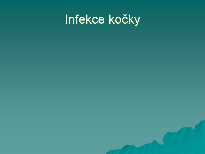 Infekce kočky 