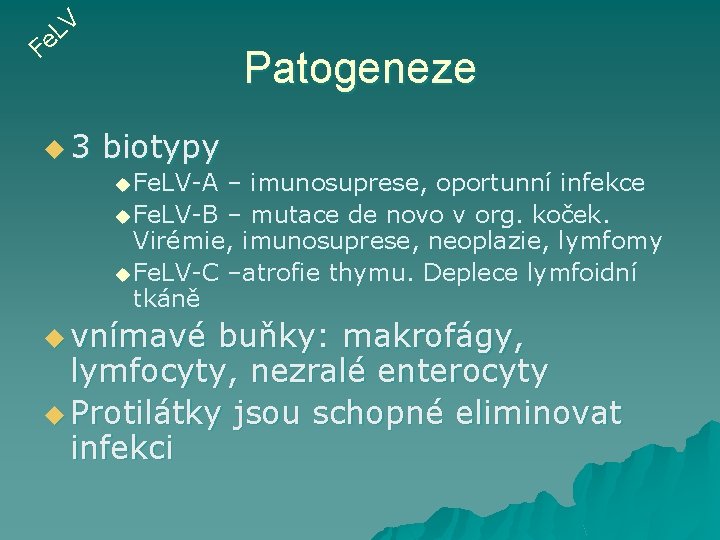 V L e F u 3 Patogeneze biotypy u Fe. LV-A – imunosuprese, oportunní