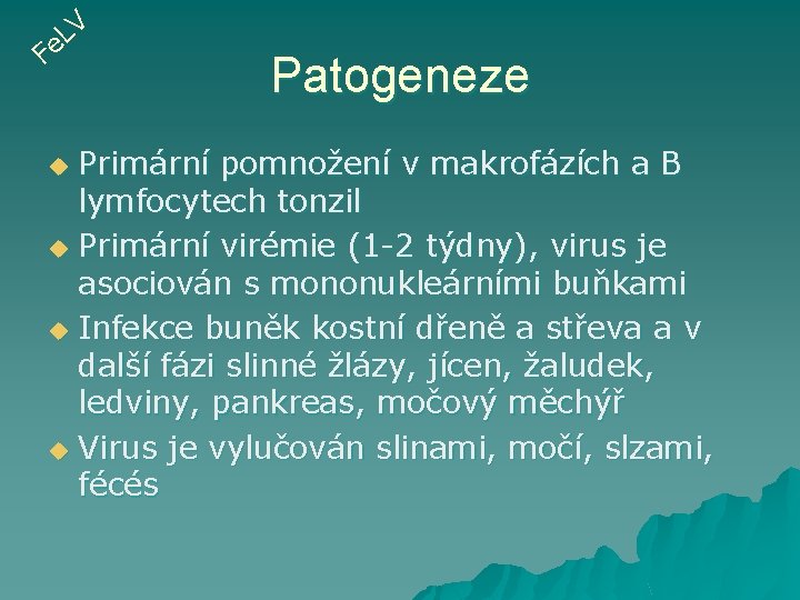 V L e F Patogeneze Primární pomnožení v makrofázích a B lymfocytech tonzil u